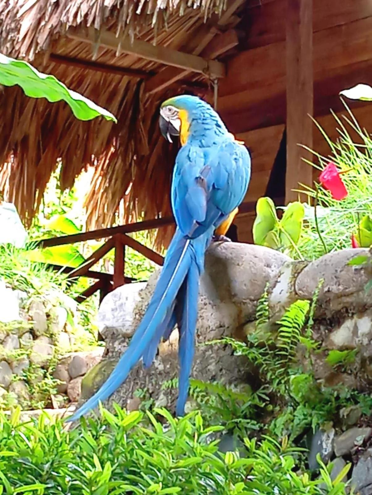 Ecocabanas Diosa Jaguar Tayrona La Esmeralda  エクステリア 写真
